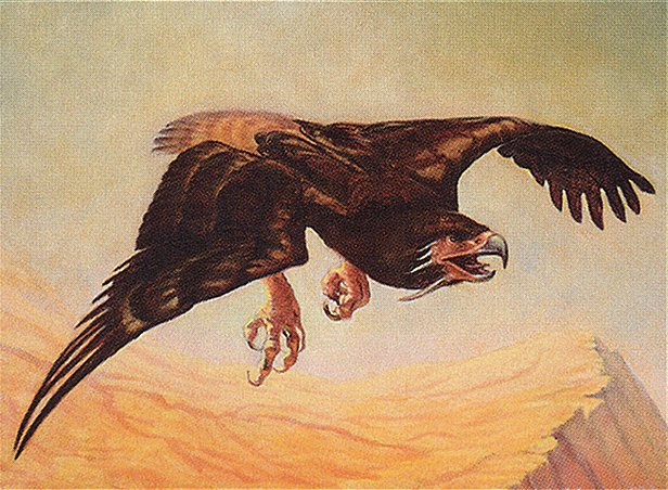 Screaming Seahawk