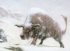 Bull Aurochs
