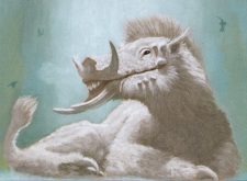 Woolly Razorback
