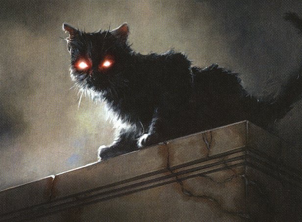 Black Cat