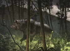 Favor of the Woods