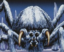 Woolly Spider