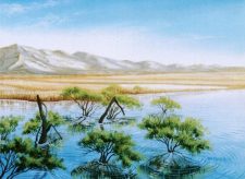Flood Plain