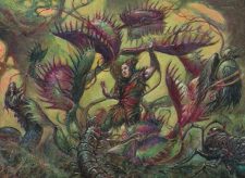 Arboria
