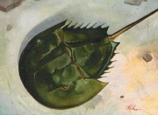 Horseshoe Crab