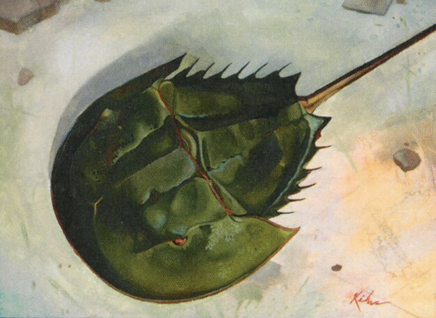 Horseshoe Crab