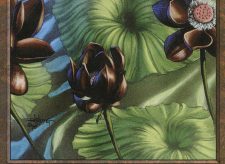Lotus Blossom
