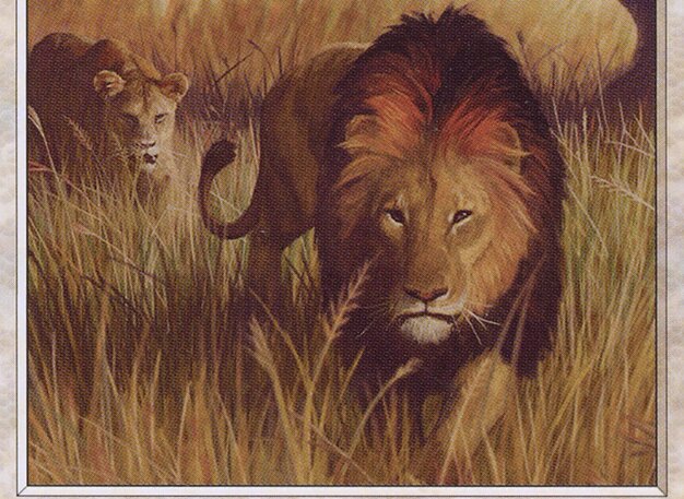 Savannah Lions