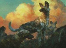 Wild Dogs
