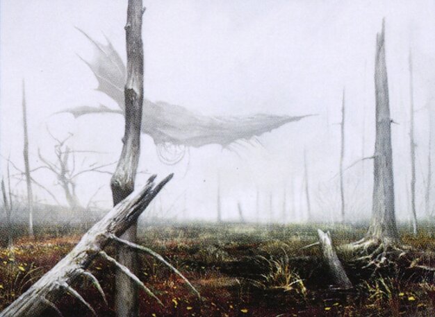 Swamp