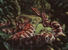 River Boa