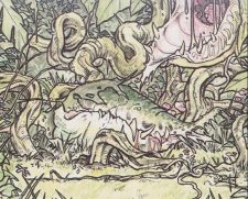 Carnivorous Plant
