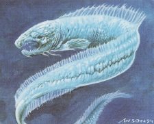 Electric Eel
