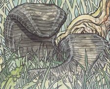 Land Leeches