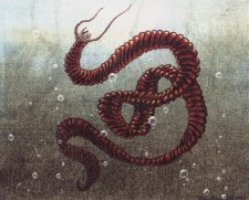Water Wurm