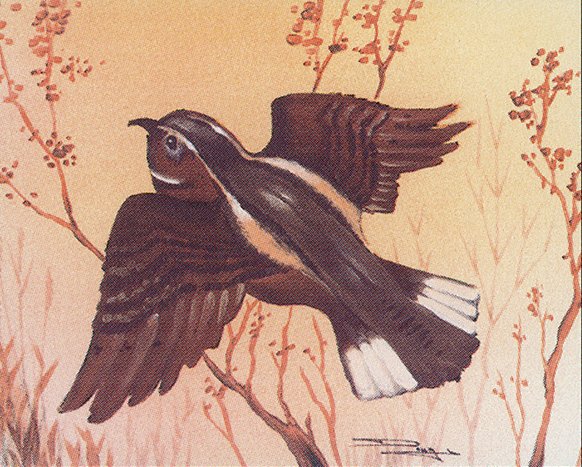 Whippoorwill