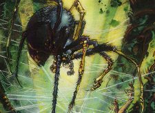Tangle Spider