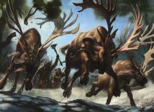 Stampeding Elk Herd