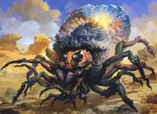Giant Solifuge