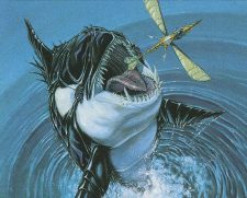 Killer Whale