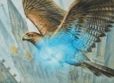 Healer’s Hawk