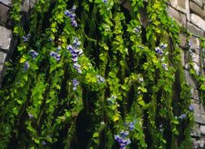 Portcullis Vine