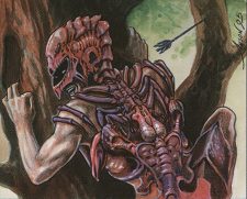 Carapace