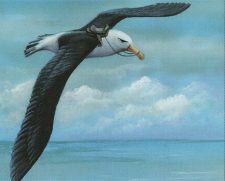 Giant Albatross