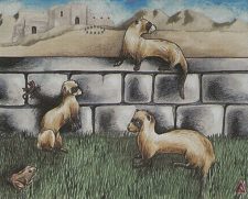 Joven’s Ferrets