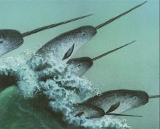 Narwhal