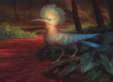 River Hoopoe