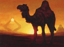 Solitary Camel