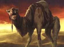 Wretched Camel