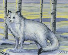 Arctic Foxes