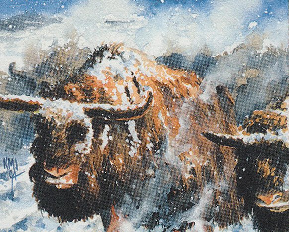 Aurochs
