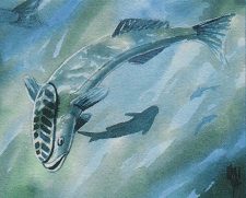 Mystic Remora