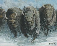 Stampede