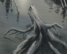 Swamp