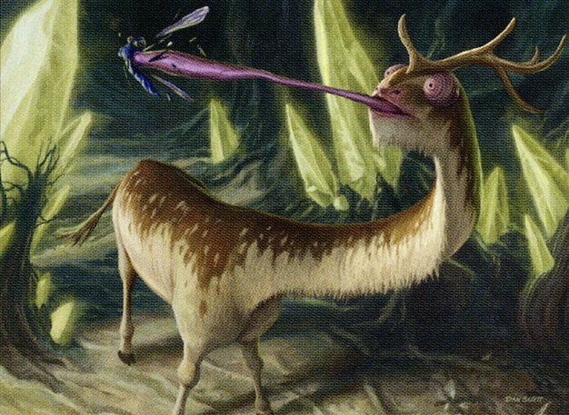 Flycatcher Giraffid