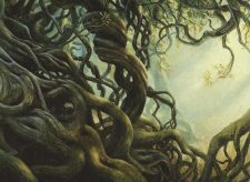 Wall of Roots