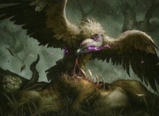 Gorging Vulture