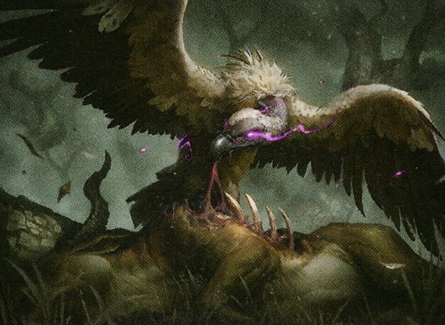 Gorging Vulture