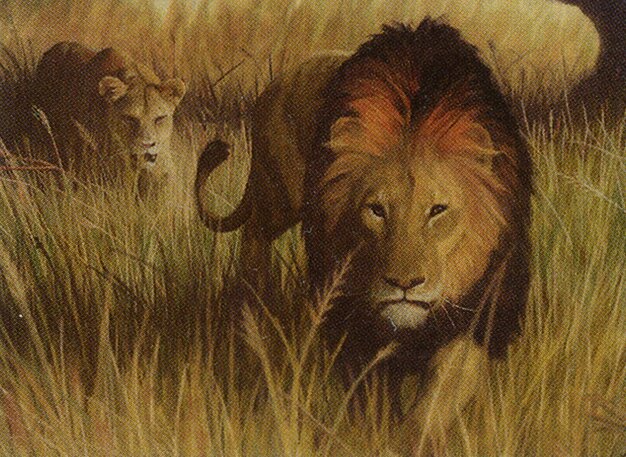 Savannah Lions