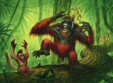 Uktabi Orangutan