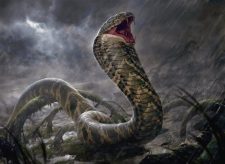 Ukud Cobra