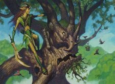 Ambassador Oak