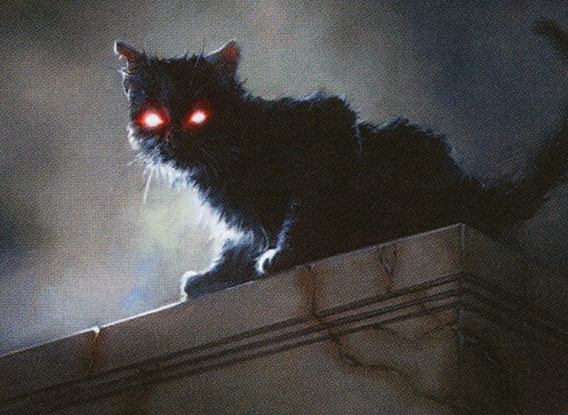 Black Cat