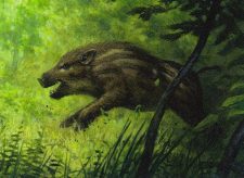 Brindle Shoat