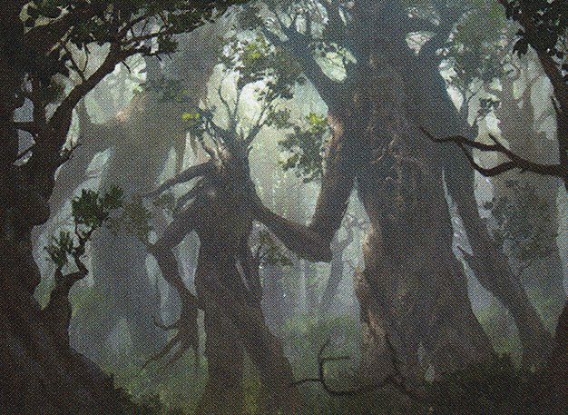 Forest
