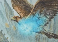 Healer’s Hawk